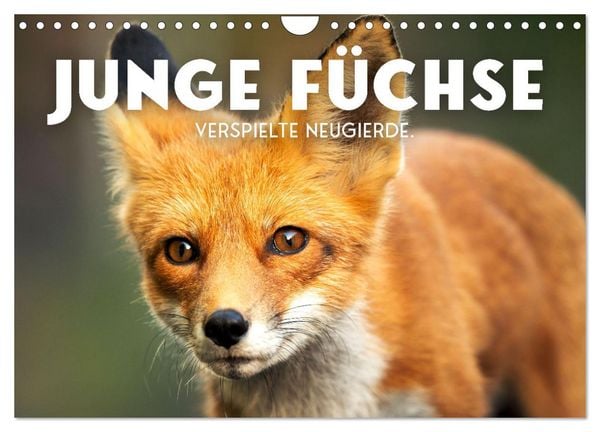 Junge Füchse - Verspielte Neugierde. (Wandkalender 2026 DIN A4 quer), CALVENDO Monatskalender