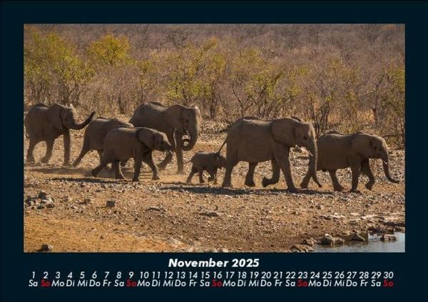 Produktbild: Der Elefantenkalender 2025 Fotokalender DIN A5
