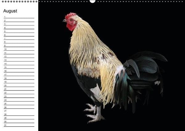 Produktbild: H&uuml;hner / Geburtstagskalender (Wandkalender immerw&auml;hrend DIN A2 quer)