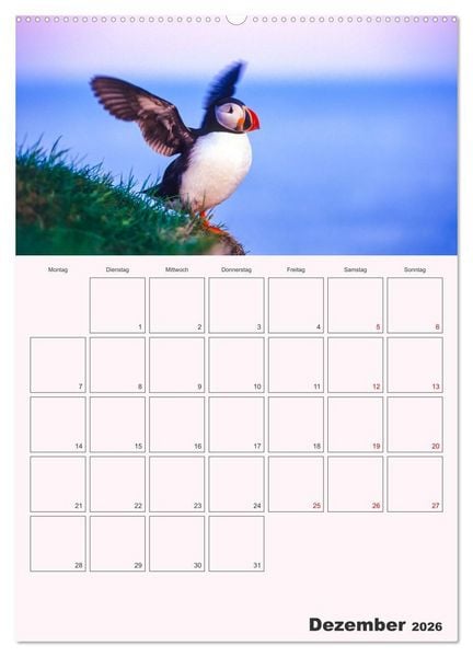 Produktbild: Papageitaucher Monatsplaner (Wandkalender 2026 DIN A2 hoch), CALVENDO Monatskalender