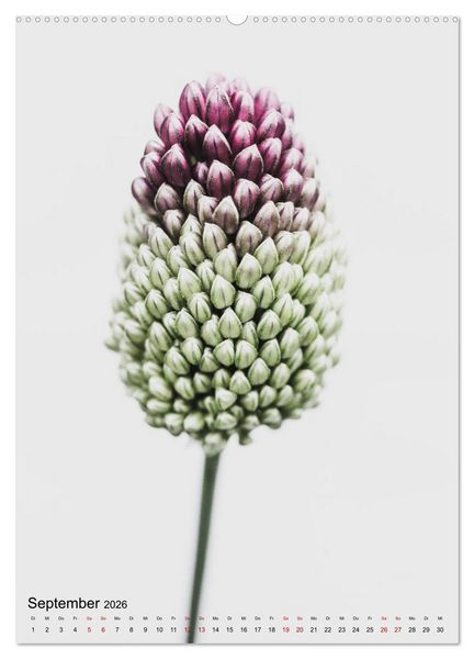 Produktbild: Pure Flowers (hochwertiger Premium Wandkalender 2026 DIN A2 hoch), Kunstdruck in Hochglanz