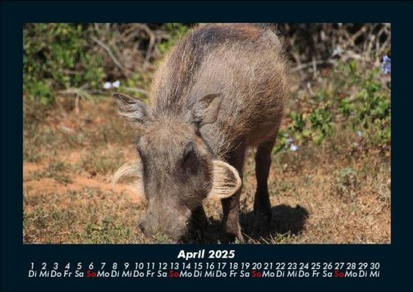 Produktbild: Waldbewohner 2025 Fotokalender DIN A5