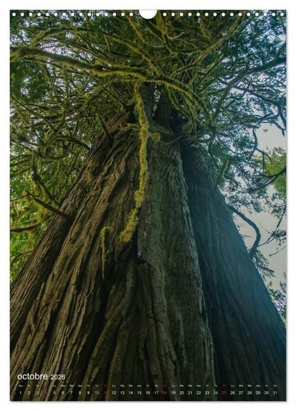 Produktbild: G&eacute;ants verts de la for&ecirc;t (Calendrier mural 2026 DIN A3 horizontal), CALVENDO calendrier mensuel