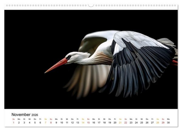 Produktbild: Wilde Heimat - V&ouml;gel unserer Natur (Wandkalender 2026 DIN A2 quer), CALVENDO Monatskalender
