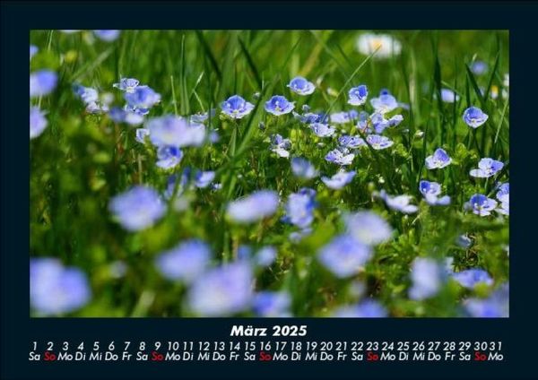 Produktbild: Blumenzauber 2025 Fotokalender DIN A5