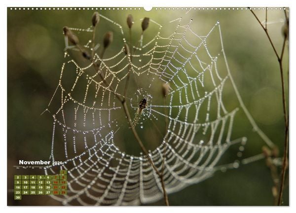 Produktbild: Klein aber oho. Die bunte Welt der Insekten (hochwertiger Premium Wandkalender 2026 DIN A2 quer), Kunstdruck in Hochglanz