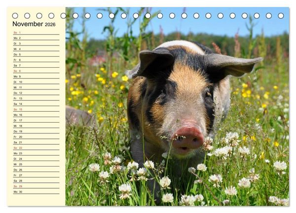 Produktbild: Von S&auml;uen die Schwein haben! (Tischkalender 2026 DIN A5 quer), CALVENDO Monatskalender