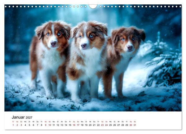 Produktbild: Born to run - Ein Jahr mit Australian Shepherds (Wandkalender 2027 DIN A3 quer), CALVENDO Monatskalender