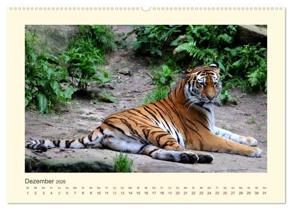 Produktbild: Sibirische Tigerportraits (hochwertiger Premium Wandkalender 2026 DIN A2 quer), Kunstdruck in Hochglanz