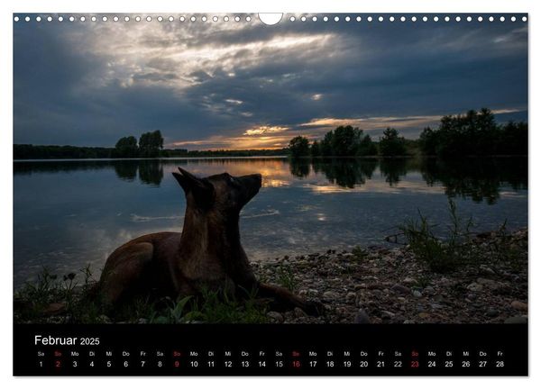 Belgische Schäferhunde - Der Malinois im Licht (Wandkalender 2025 DIN A3 quer), CALVENDO Monatskalender