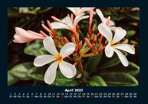 Produktbild: Blumentr&auml;ume 2025 Fotokalender DIN A4