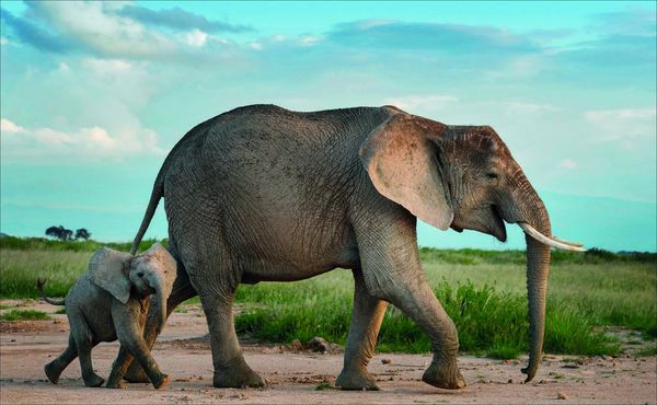 Produktbild: Terrible Beauty: Elephant - Human - Ivory