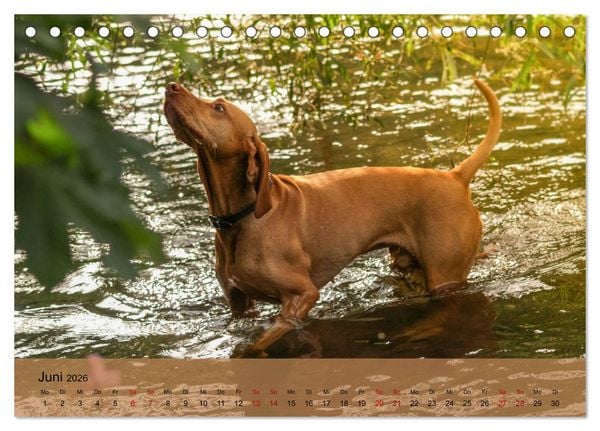 Produktbild: Magyar Vizsla - Ungarischer Vorstehhund (Tischkalender 2026 DIN A5 quer), CALVENDO Monatskalender
