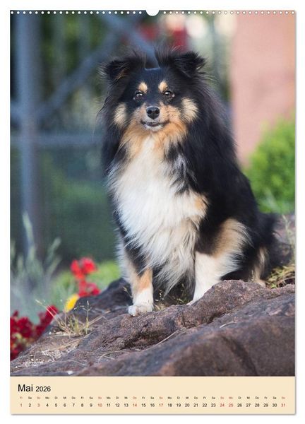Produktbild: Mit Shelties durchs Jahr (hochwertiger Premium Wandkalender 2026 DIN A2 hoch), Kunstdruck in Hochglanz