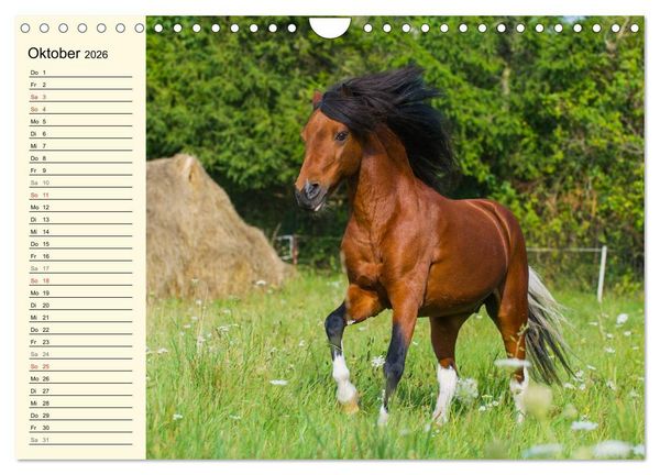 Produktbild: Welt der Pferde (Wandkalender 2026 DIN A4 quer), CALVENDO Monatskalender