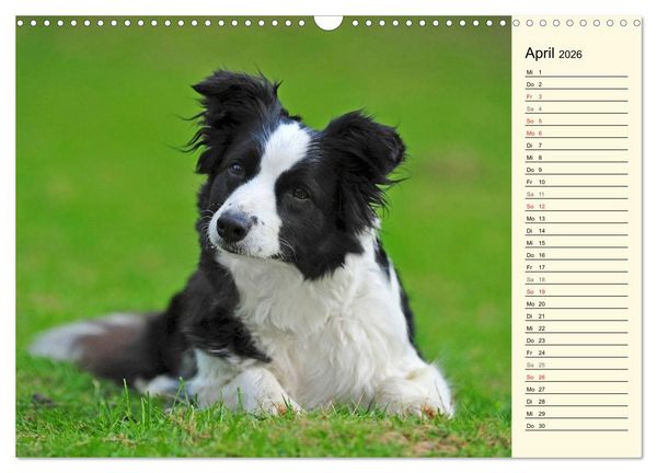 Produktbild: Border Collie 2026 (Wandkalender 2026 DIN A3 quer), CALVENDO Monatskalender