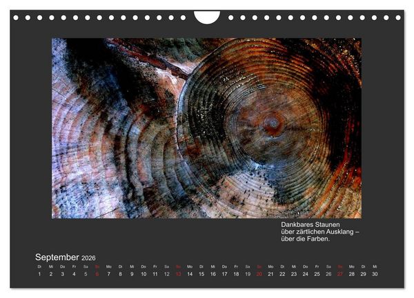 Produktbild: MAGIE HOLZ 2026 (Wandkalender 2026 DIN A4 quer), CALVENDO Monatskalender