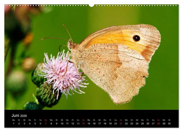 Produktbild: Schmetterlinge (Wandkalender 2026 DIN A2 quer), CALVENDO Monatskalender