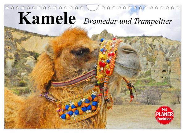 Kamele. Dromedar und Trampeltier (Wandkalender 2026 DIN A4 quer), CALVENDO Monatskalender