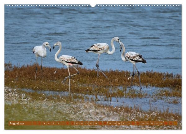 Produktbild: European Island Sardinia (High Quality Premium Wall Calendar 2026 DIN A2 landscape),CALVENDO 12 Month Wall Calendar