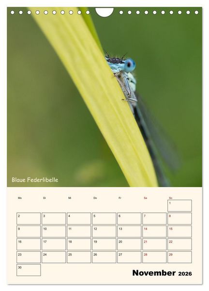 Produktbild: Libellen - Flugk&uuml;nstler in Bayern (Wandkalender 2026 DIN A4 hoch), CALVENDO Monatskalender