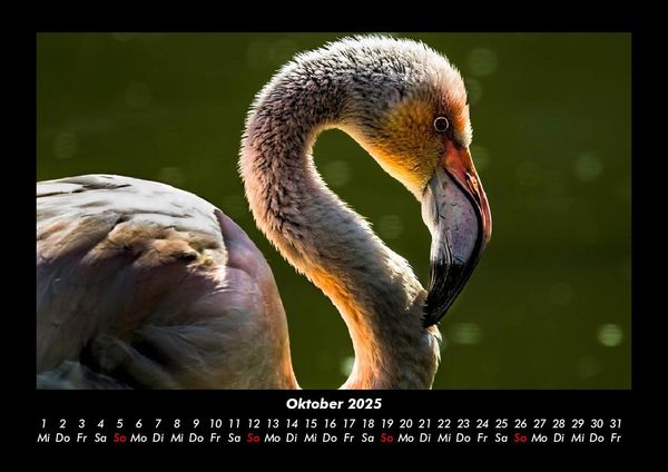 Produktbild: Vogelparadies 2025 Fotokalender DIN A3