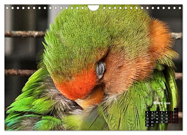 Produktbild: Die Unzertrennlichen (Wandkalender 2026 DIN A4 quer), CALVENDO Monatskalender
