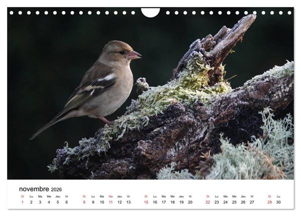 Produktbild: Oiseaux de nos villages en G&acirc;tinais (Calendrier mural 2026 DIN A4 vertical), CALVENDO calendrier mensuel