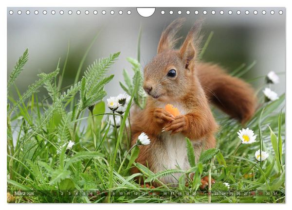 Produktbild: Eichh&ouml;rnchen Luna und ihre Kinder (Wandkalender 2026 DIN A4 quer), CALVENDO Monatskalender
