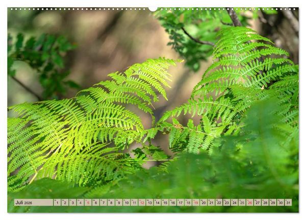 Produktbild: Leise durch den Wald. Sich Zeit nehmen und der Stille lauschen (hochwertiger Premium Wandkalender 2026 DIN A2 quer), Kunstdruck in Hochglanz