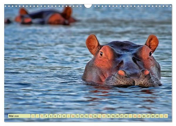 Produktbild: Flusspferde - gem&uuml;tlich gef&auml;hrlich (Wandkalender 2026 DIN A3 quer), CALVENDO Monatskalender