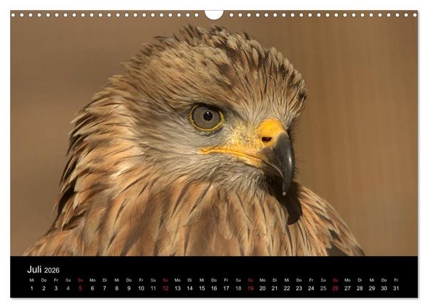 Produktbild: Greifv&ouml;gel (Wandkalender 2026 DIN A3 quer), CALVENDO Monatskalender
