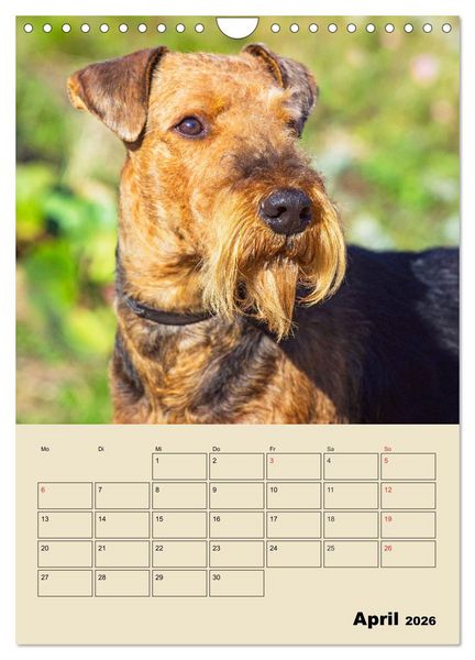 Produktbild: Airedale Terrier - Temperament auf 4 Pfoten (Wandkalender 2026 DIN A4 hoch), CALVENDO Monatskalender