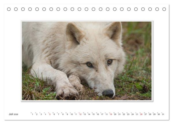Produktbild: Emotionale Momente: Polarw&ouml;lfe. / CH-Version (Tischkalender 2026 DIN A5 quer), CALVENDO Monatskalender