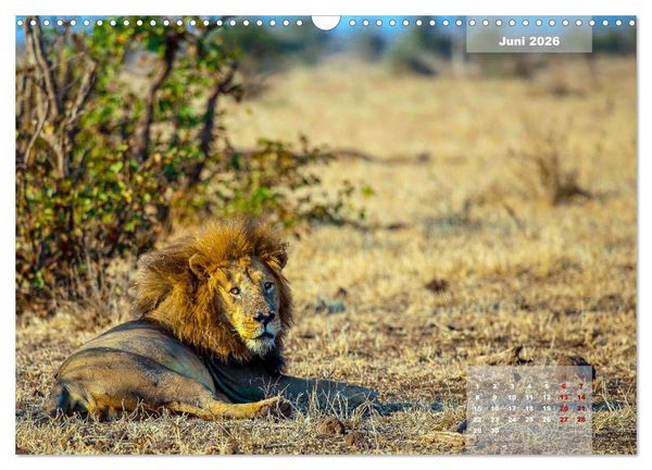 Produktbild: Faszinierende Tierwelt des Kruger National Parks (Wandkalender 2026 DIN A3 quer), CALVENDO Monatskalender