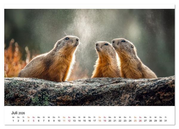 Produktbild: Hallo Murmeltier (hochwertiger Premium Wandkalender 2026 DIN A2 quer), Kunstdruck in Hochglanz