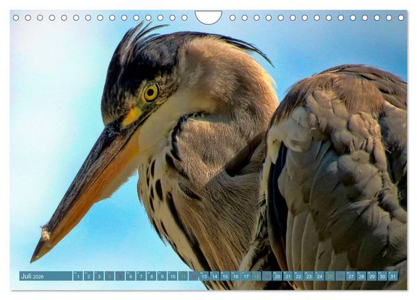 Produktbild: Reiher - auf langen Beinen (Wandkalender 2026 DIN A4 quer), CALVENDO Monatskalender