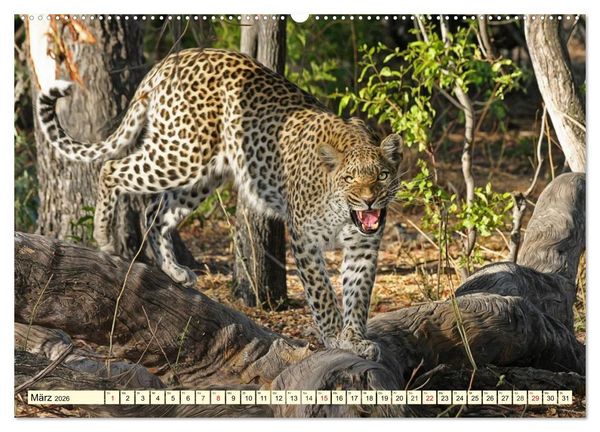 Produktbild: Wildes Leben in Botswana (Wandkalender 2026 DIN A2 quer), CALVENDO Monatskalender