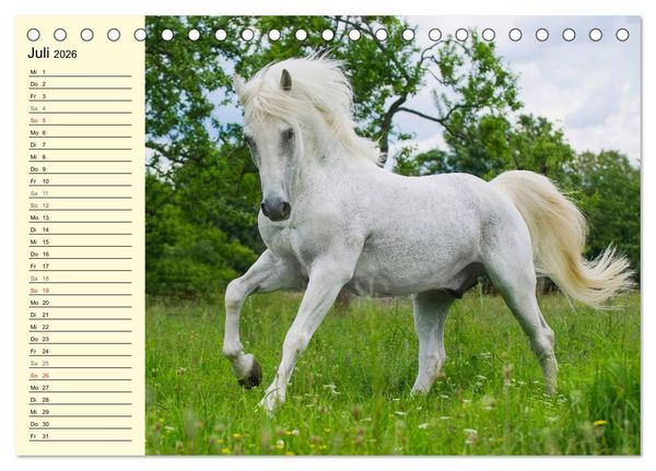 Produktbild: Traumpferd Lipizzaner (Tischkalender 2026 DIN A5 quer), CALVENDO Monatskalender