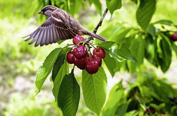Produktbild: Gardigo Solar Vogelvertreiber Funktionsart Abschreckung 1 St.