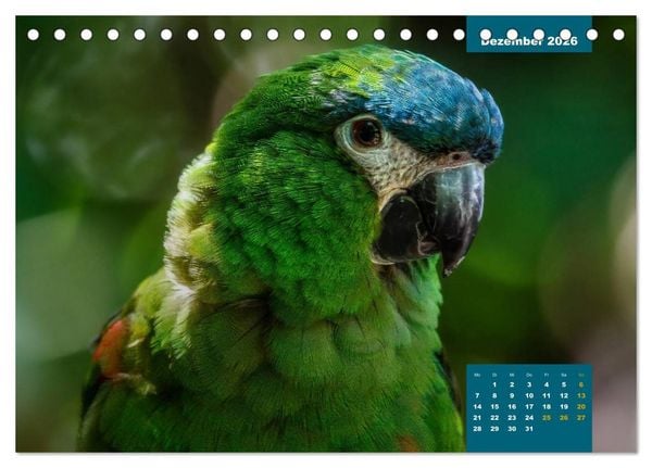Produktbild: Papageien - Frech, sch&ouml;n und schlau (Tischkalender 2026 DIN A5 quer), CALVENDO Monatskalender