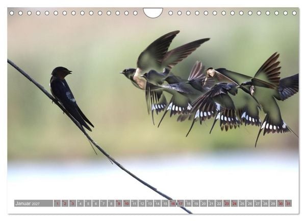 Produktbild: V&ouml;gel im Fluge - Ocells en vol (Wandkalender 2027 DIN A4 quer), CALVENDO Monatskalender