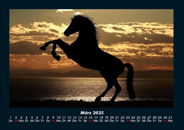 Produktbild: Pferde Kalender 2025 Fotokalender DIN A4