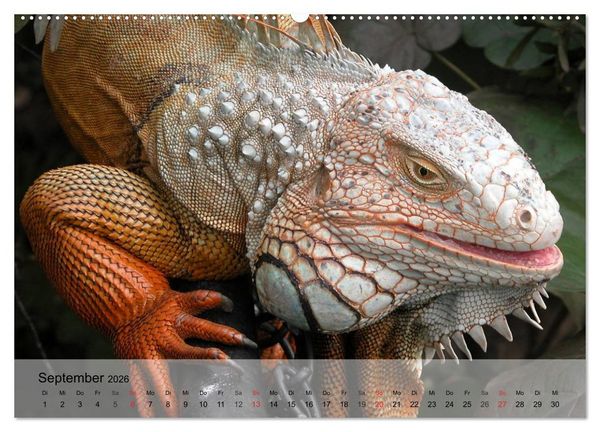 Produktbild: Reptilien Schlangen, Echsen und Co. (hochwertiger Premium Wandkalender 2026 DIN A2 quer), Kunstdruck in Hochglanz