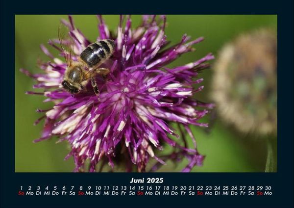 Produktbild: Pflanzen und Bl&uuml;ten 2025 Fotokalender DIN A4
