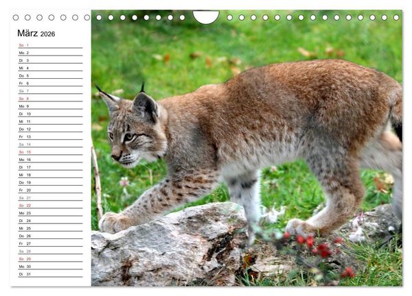 Produktbild: Der Luchs - Der J&auml;ger auf leisen Pfoten (Wandkalender 2026 DIN A4 quer), CALVENDO Monatskalender