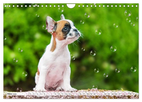 Produktbild: Kleine Helden - Franz&ouml;sische Bulldoggen (Wandkalender 2026 DIN A4 quer), CALVENDO Monatskalender