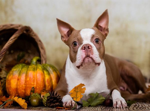Produktbild: Colored Boston Terrier "Roxy" Herbststimmung (Puzzle)