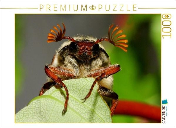 CALVENDO Puzzle Feldmaikäfer (Melolontha melolontha) | 1000 Teile Lege-Größe 64 × 48 cm Foto-Puzzle für glückliche Stunden