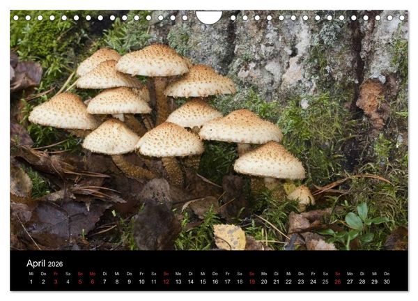 Produktbild: Pilze (Wandkalender 2026 DIN A4 quer), CALVENDO Monatskalender
